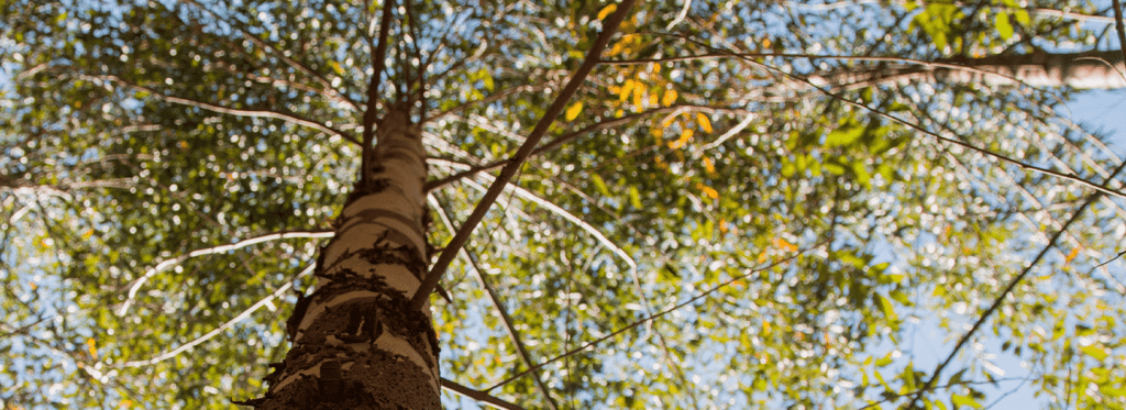 Entenda como a indústria de base florestal contribui com a economia, biomas e clima