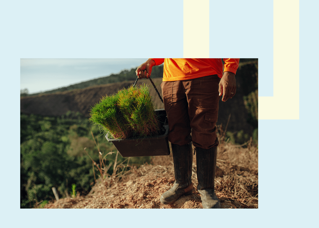 Por que plantar florestas pode ajudar a salvar o planeta?