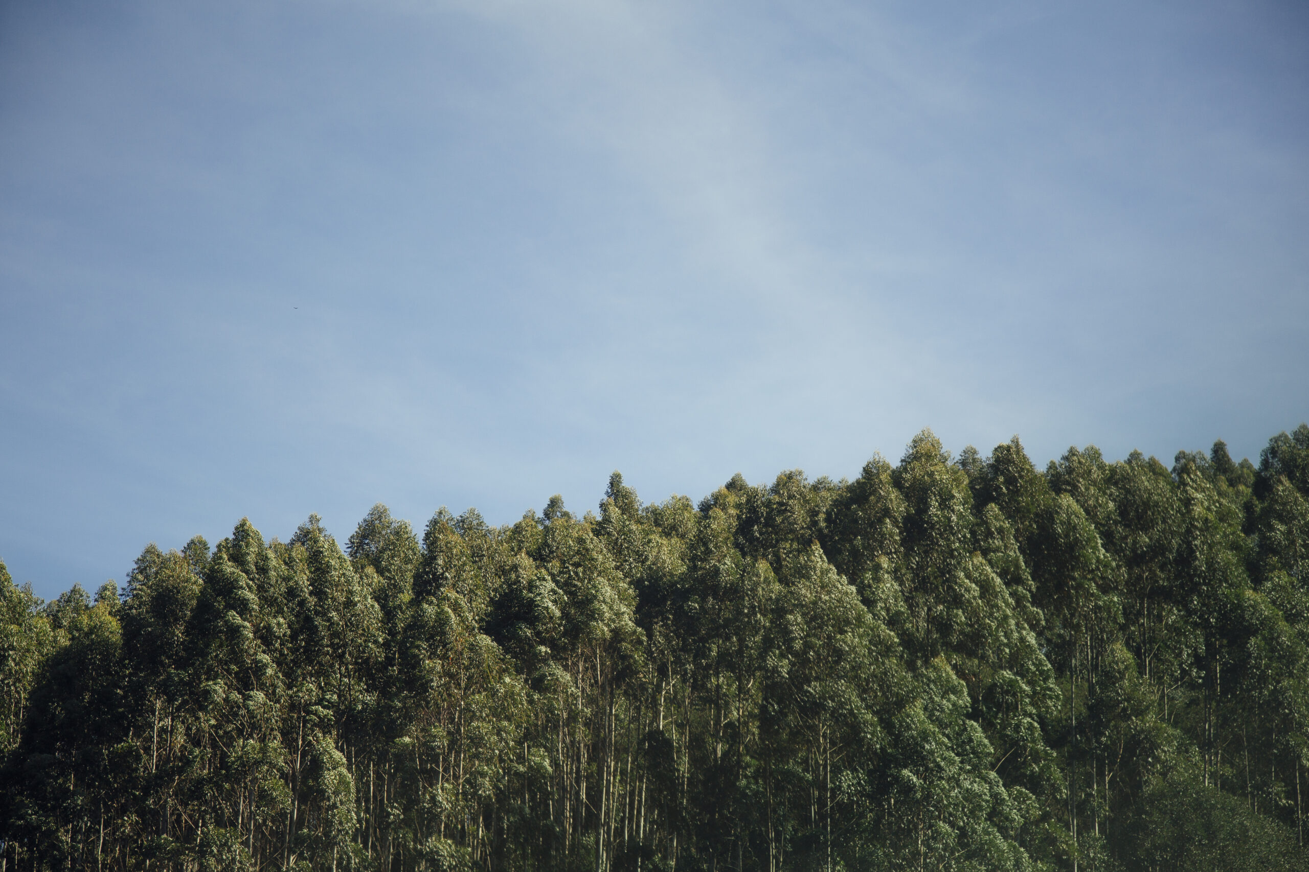 Floresta densa de árvores sob um céu azul claro, com foco na cobertura verde e no manejo florestal sustentável.